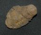 Preview: Trilobit Calymene